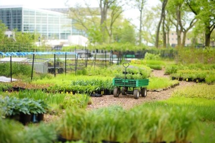 Общественные огороды: новые горизонты зеленого движения в городах России