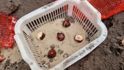 Простые советы по посадке тюльпанов в корзины и сетки