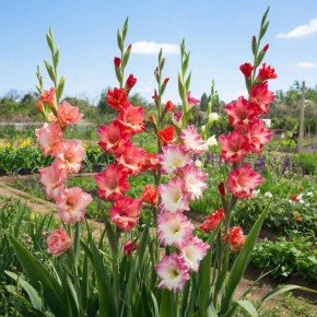 Как добиться пышного цветения гладиолусов: календарь подкормок для идеального результата