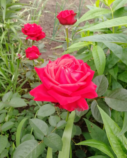 Проблемы новичка в розоводстве: неожиданные трудности с новыми саженцами