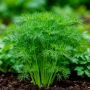 Секреты успешного укропа: как вырастить зелень мечты