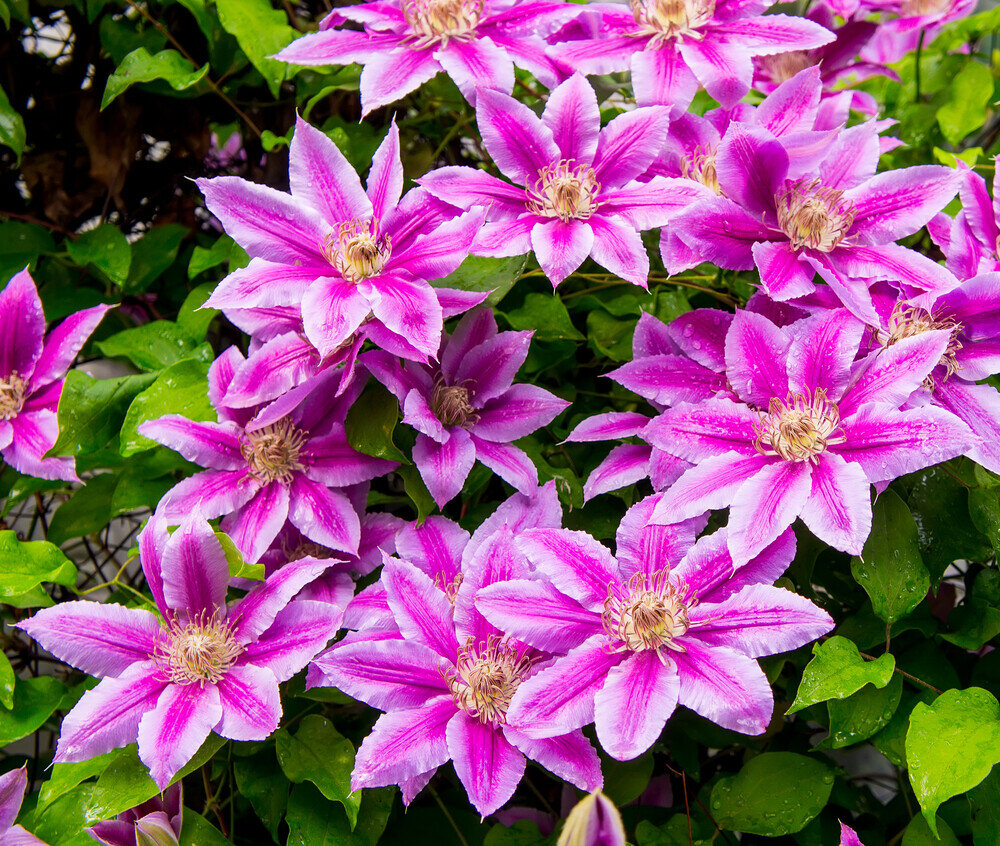 Как ухаживать за клематисами: секреты стрижки и подкормки