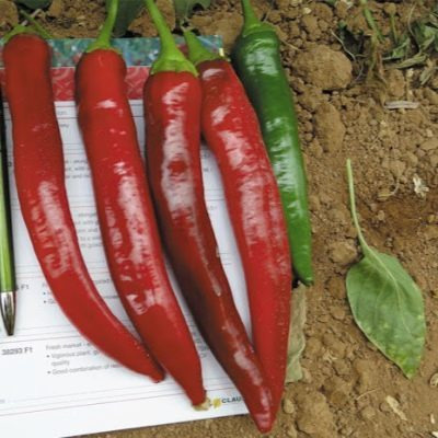 Перец Кохиба: полуострый гурман с характеристиками, которые завлекают