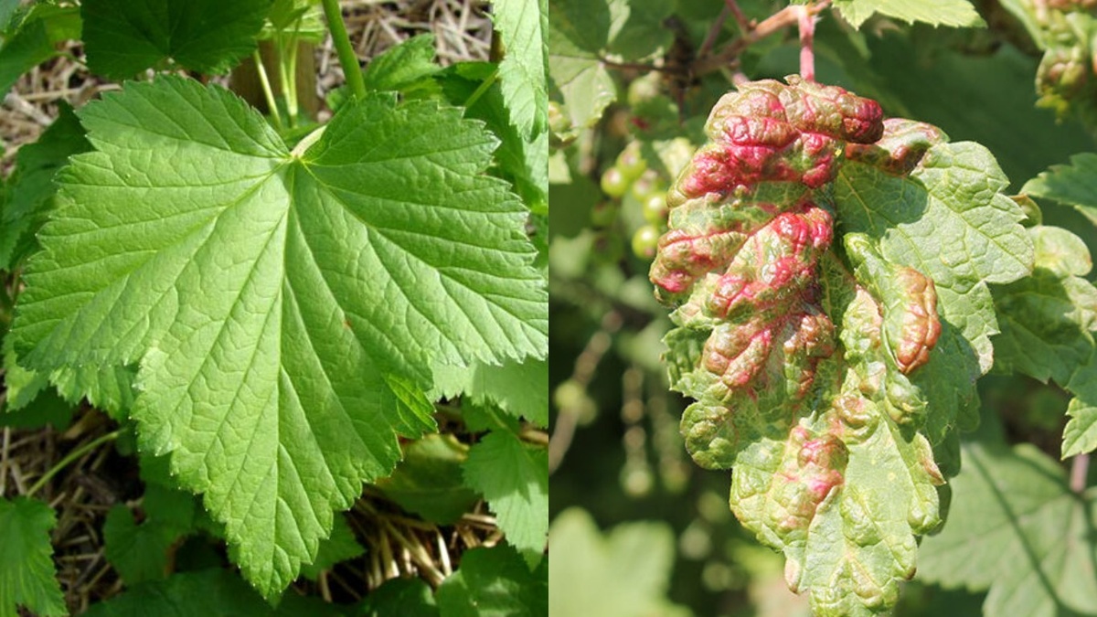 Как эффективно справиться с галловой тлей на смородине без дорогостоящей химии