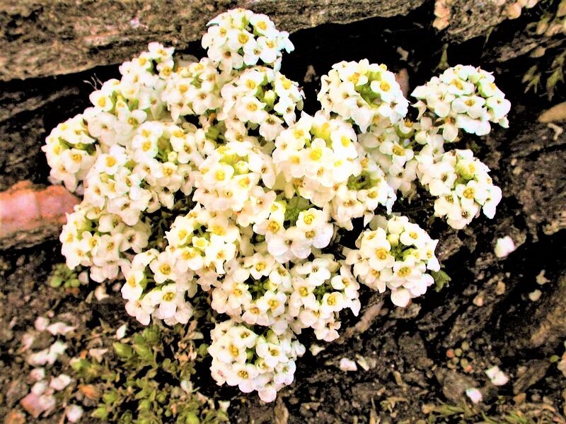 Необыкновенная гутчинзия: изумрудная красота в вашем саду