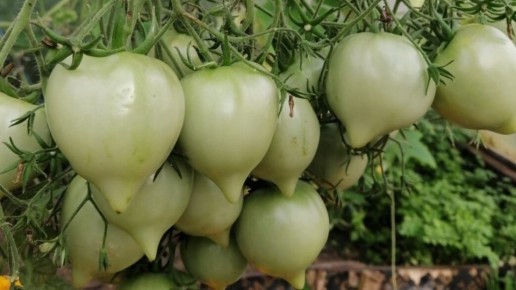 ���������� ������: ���� ������, �� �������� ��������