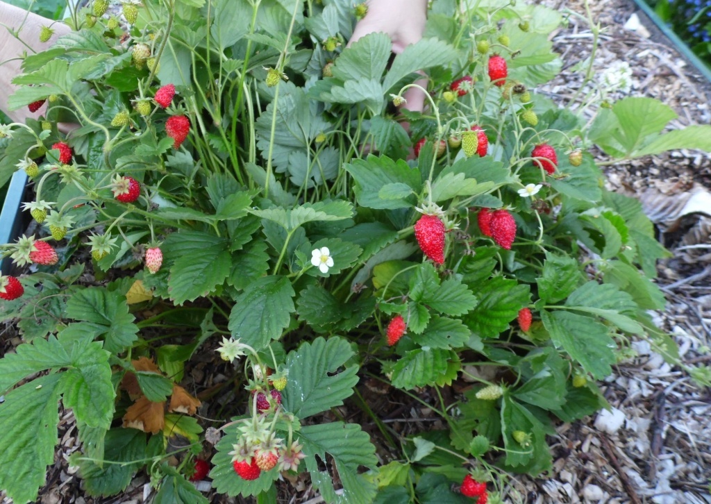 Как ухаживать за альпийской земляникой для щедрого урожая