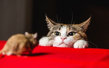 ��� �������� ����������� ����� ���������� �� ������������ �������: ����� �������� �������