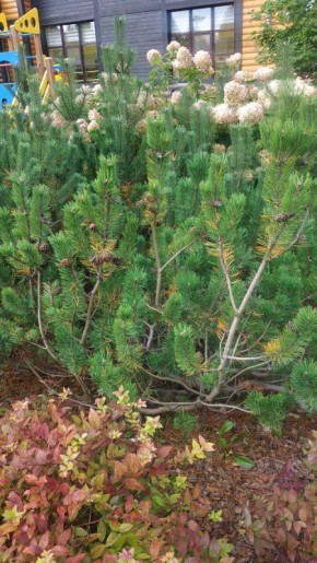 ��������� ������� ��� ��������: ��� ����� �����