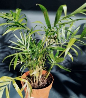 ���������: ������� �����, ����������� � ��������� ���������� ������ ������������