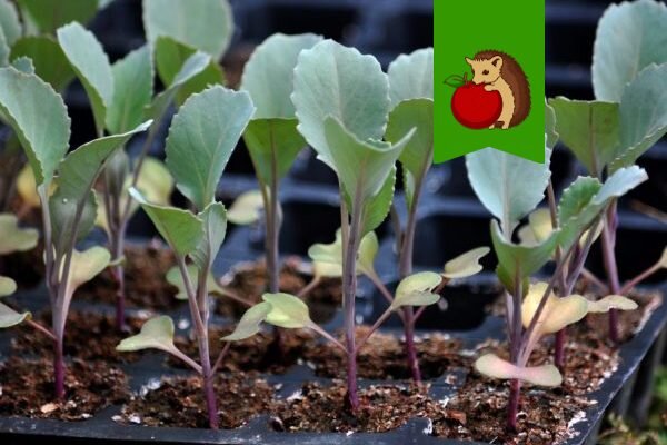 5 основных ошибок при выращивании рассады капусты