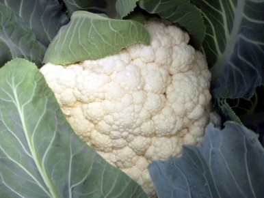 Тайны успешного выращивания рассады цветной капусты: рекомендации и распространенные ошибки