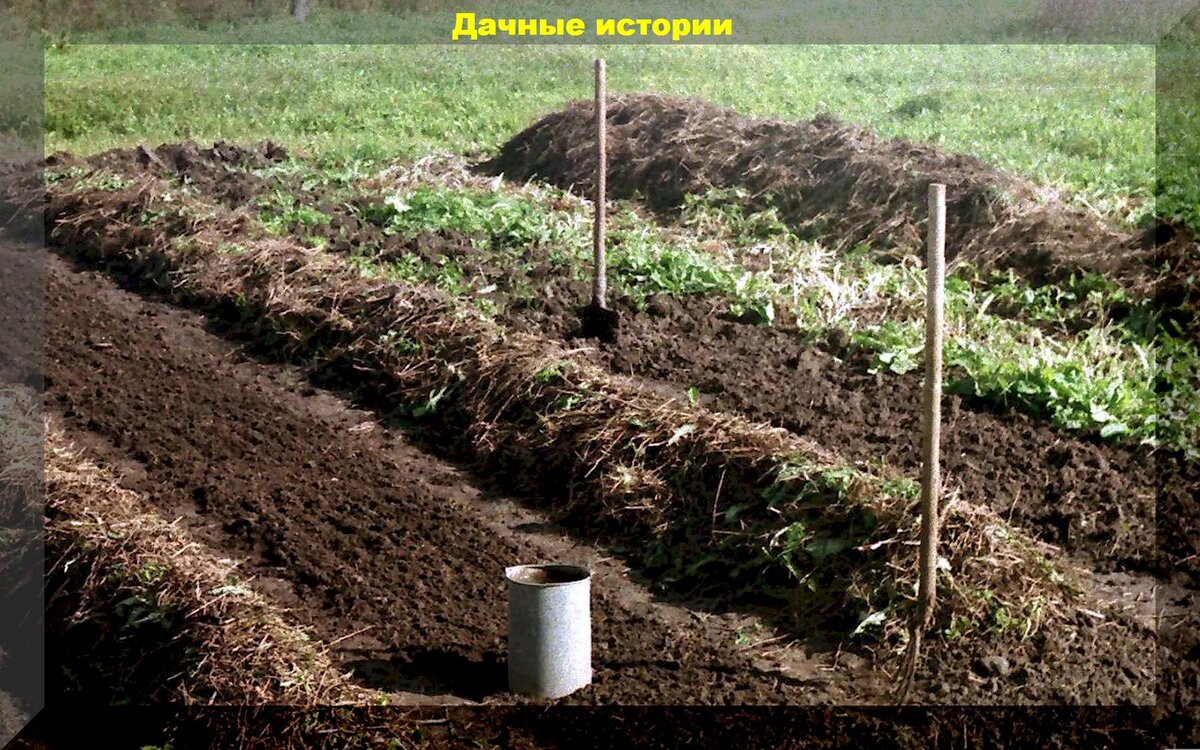 Советы по подзимнему посеву: что, когда и как сажать под зиму