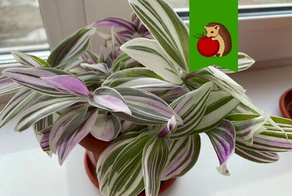 Комнатные растения для южных окон: кто не боится солнечных лучей?