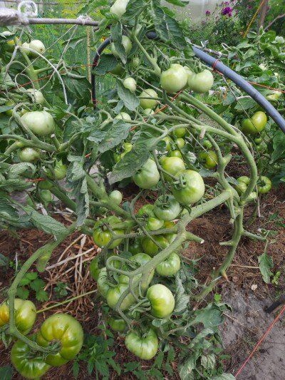 ������ ��������� ������ ��������-��������, � ������ ������ ������