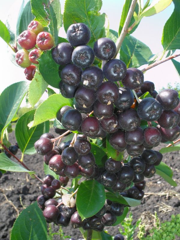 ������������ ����������� ������: ������� � �����������