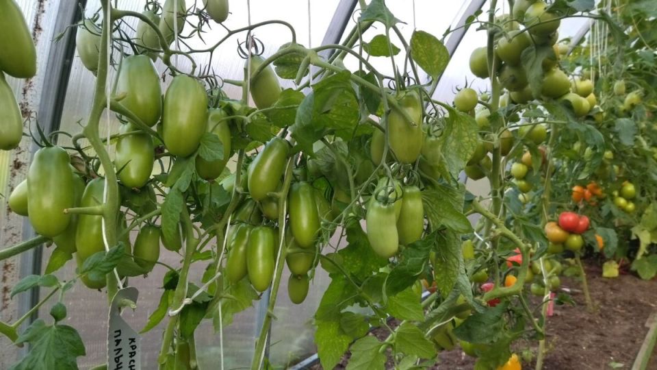 ���������� ����� ������ � �����������, ������� ������� ������ � ������ ��������