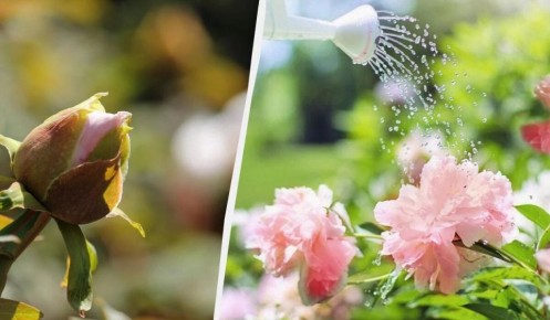 ������ ����� �� ������: �������� ������� � �� �������