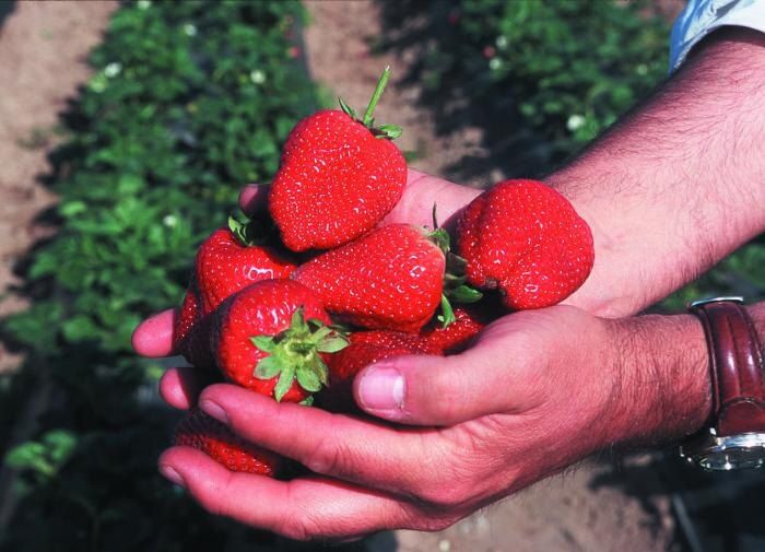 ����� �� �������: ��� ���������� ������� �������� ��������� ��� ������� ������