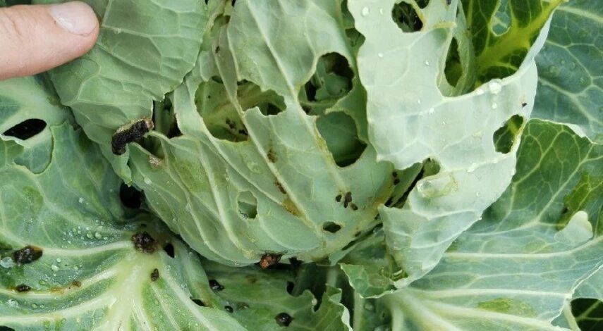 ��� ���������� �������� ������� �� ����������: ��������� ������ � �������� ��������