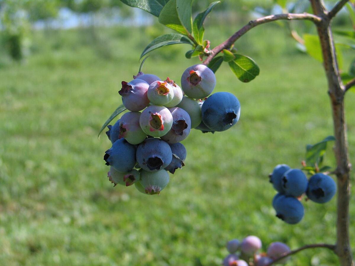 Как правильно подкармлить голубику для шикарного урожая