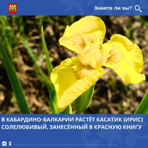 Касатик солелюбивый (Iris halophila Pall.) — редкий, но устойчиво сохраняющийся вид в Кабардино-Балкарии
