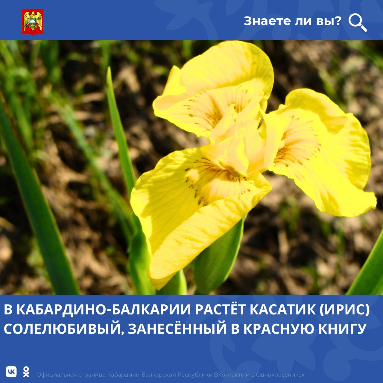Касатик солелюбивый (Iris halophila Pall.) — редкий, но устойчиво сохраняющийся вид в Кабардино-Балкарии