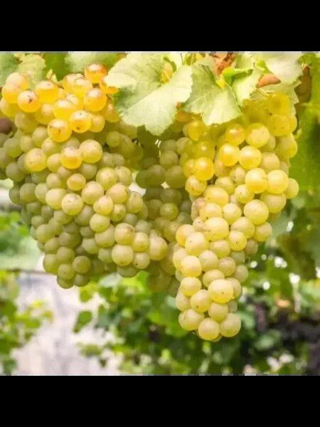 ������ �����: ������� �������������� � ���������� � �����