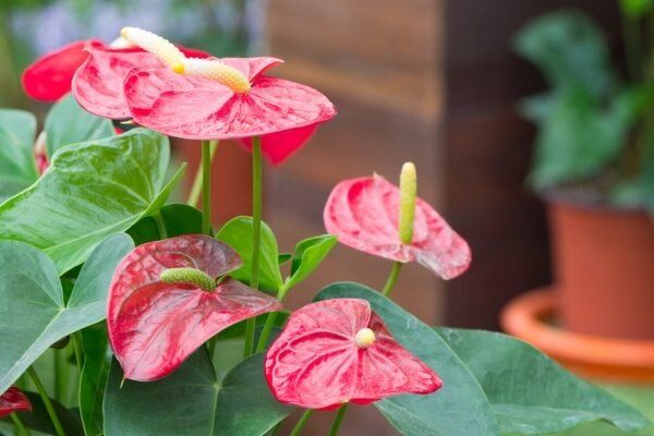 ��� ��������� �� ����������: ������� ������ �������� �������