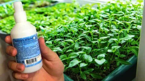 �������� ��������: ��������� ������� ��� ������� ����� ��� ���?