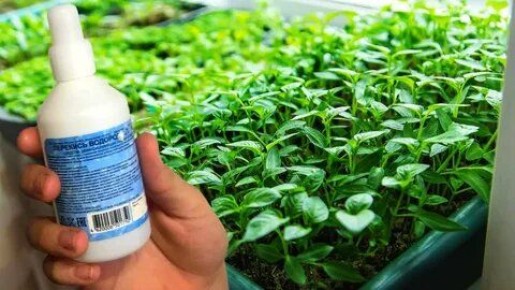 Перекись водорода: волшебный эликсир для рассады перца или миф?