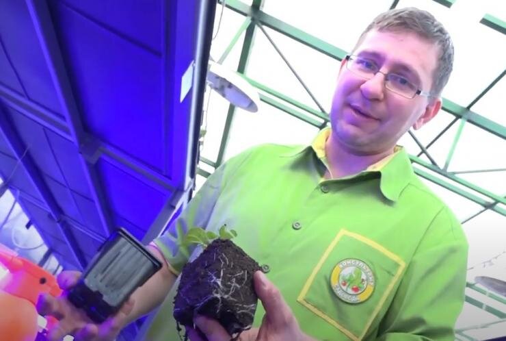 Как укоренять декоративные растения: советы и хитрости весны