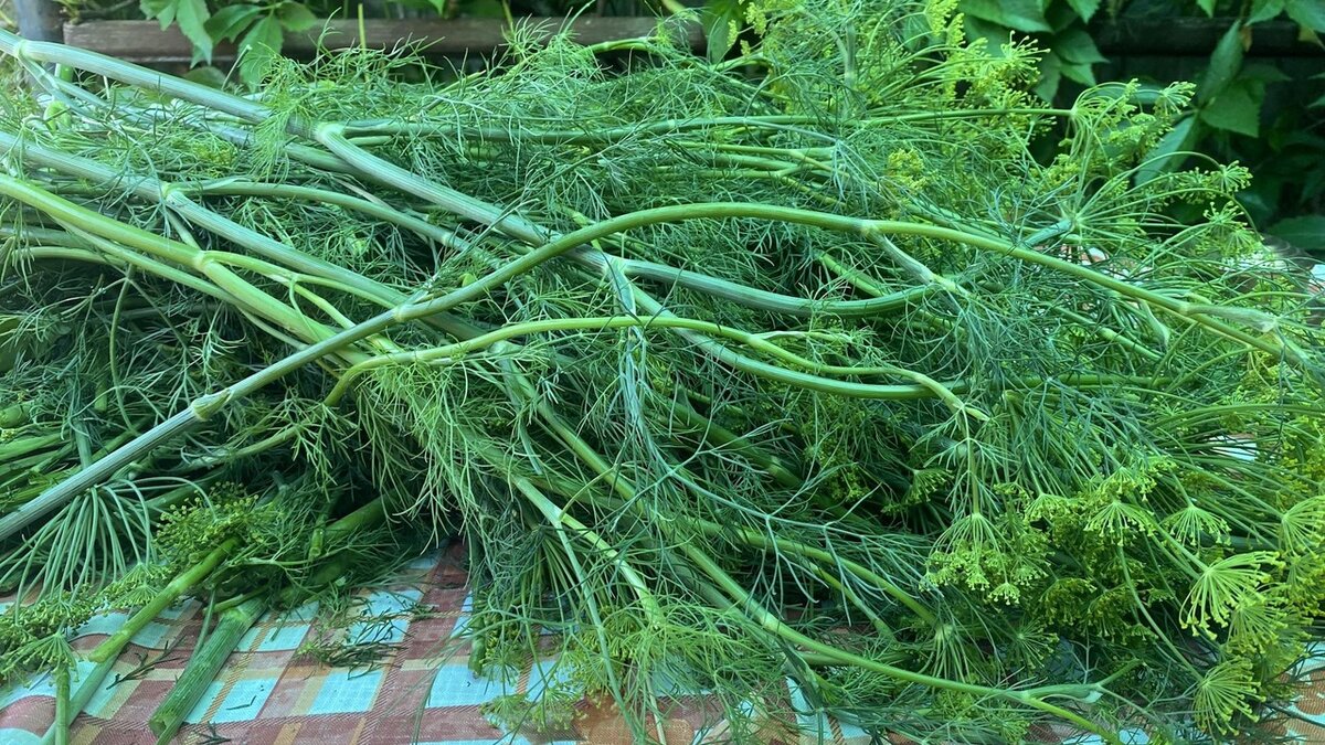 Как создать вакуумный упаковщик для продуктов всего за пять минут