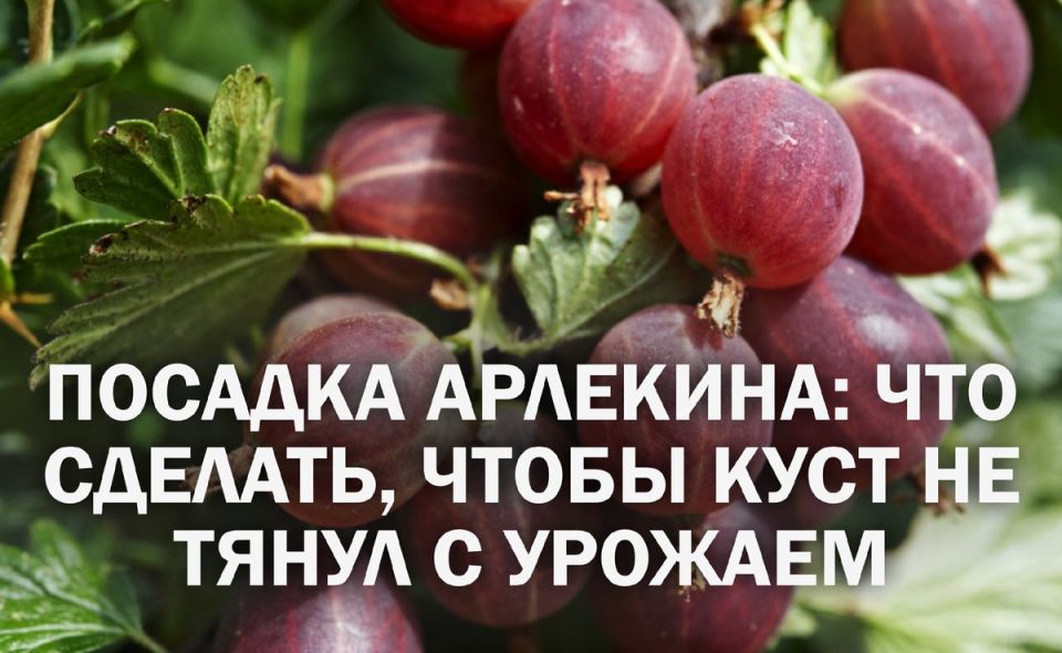 ������� �������� ������� ���������� �������: ��� �������� ������ �� ��������� ���