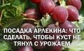 Секреты успешной посадки крыжовника Арлекин: как получить урожай на следующий год
