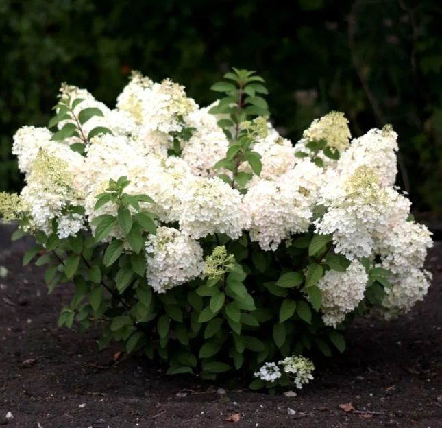 ��� ��������� ������� ���������: ������� ����� �� ���������