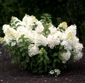 ��� ��������� ������� ���������: ������� ����� �� ���������