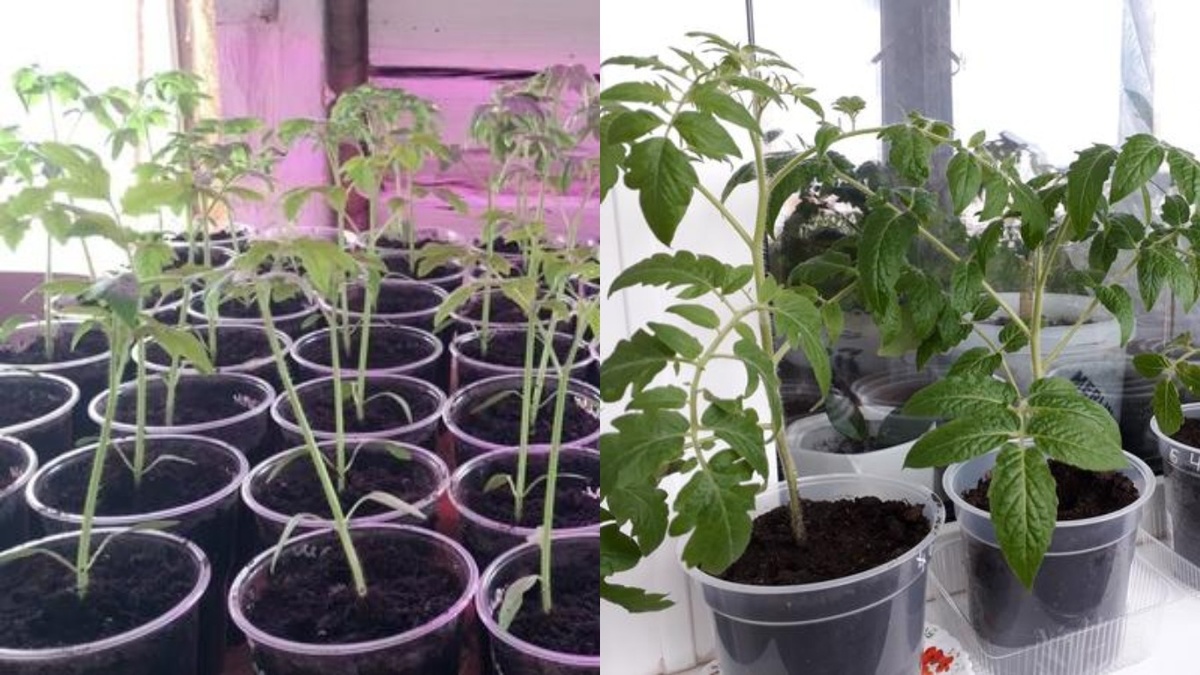 Как вырастить крепкую рассаду томатов без дорогих удобрений и ламп: простые народные секреты