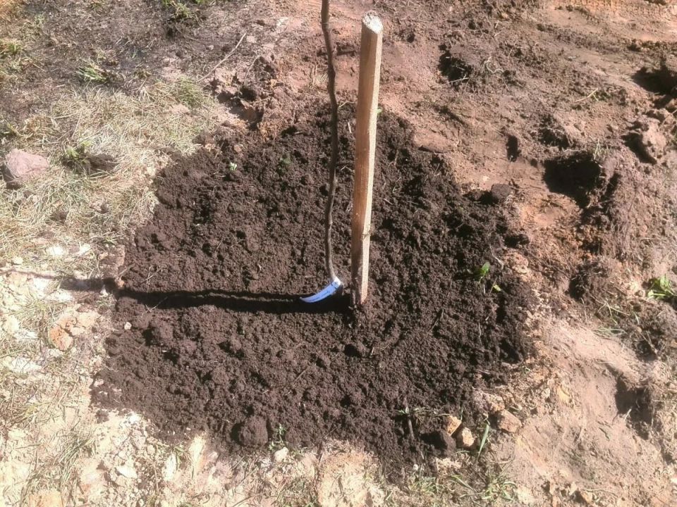 ��������� ����� ��� ������� ������: ������ �� ������ ����� � ���������� ���