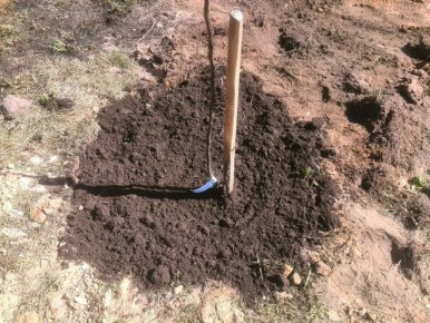 Идеальное время для посадки яблони: советы по выбору места и подготовке ямы