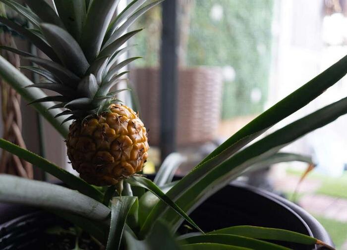 Как вырастить ананас на подоконнике: советы эксперта