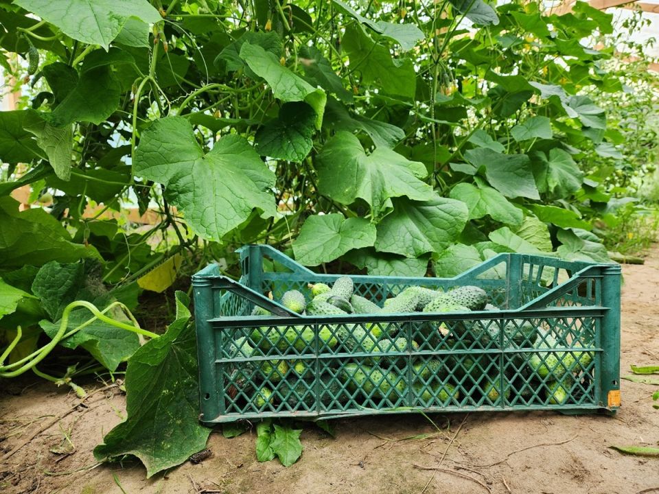 ���������� ��������� ��� �������: ������� � ������ ���������