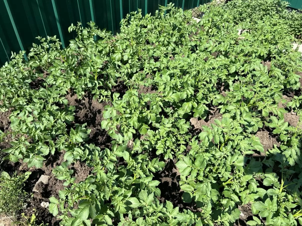 Секреты успешного картофеля: как соседи могут изменить урожай