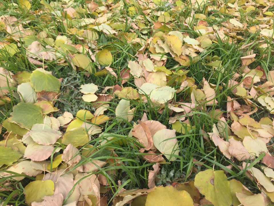 ��� ���������� ������������ ������� ������ �� ����: ���� ��� ��������� ����������