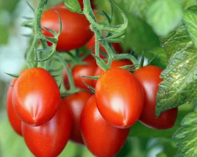 ��� ��������� ��������� ������������ ���������� �������� �������� ������������� ������