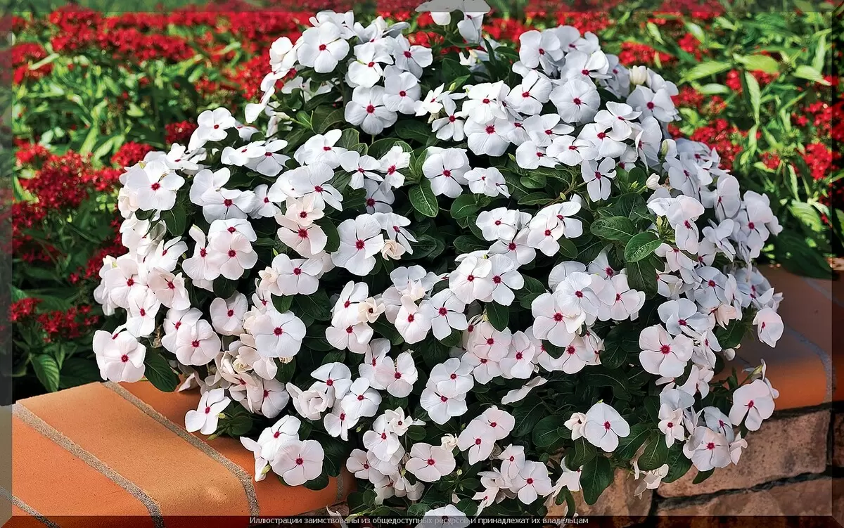 Почему садовые советы работают: практическая мудрость из дачных историй