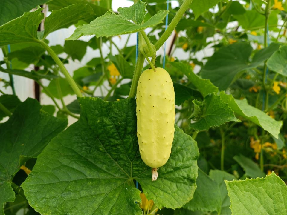 ��� ��������� ������: ��������� ����� ��������� ������ �� ������� �����