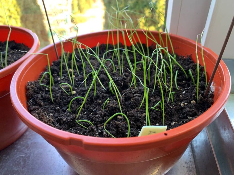 ����� ������� ��� �������: ��� ���� ����� ������� �������