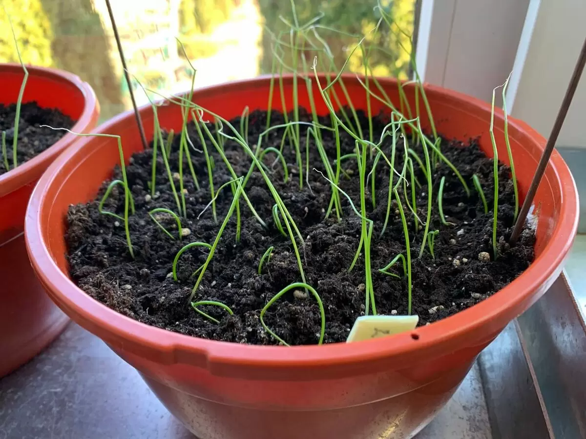 Тайна всходов без шапочек: как один совет изменил рассады