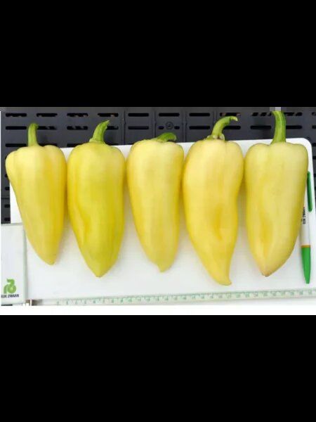 ����� ��������: ���������� �������, ���������� ���� ����